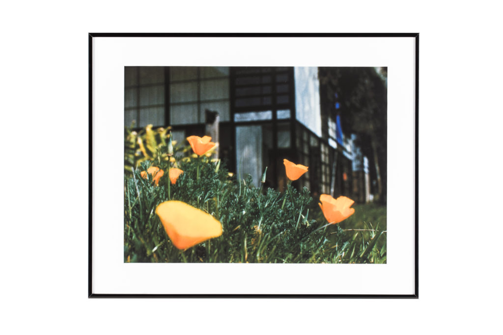 A framed still from the 1955 Film, "House: After Five Years of Living," featuring a meadow of California Poppies in front of the Eames House.
